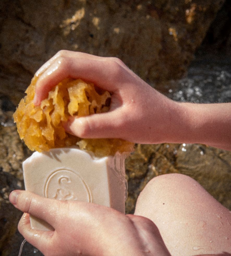 Mediterranean Sea Sponge