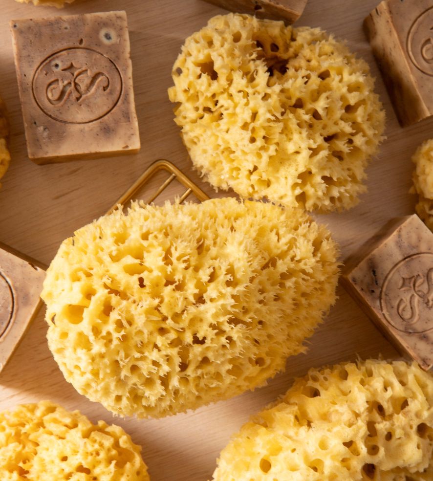 Mediterranean Sea Sponge